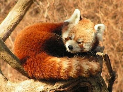 Panda červená