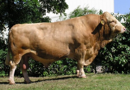 Býk
