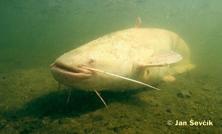 Sumec (albín)